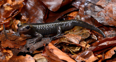 Feuersalamander // Fire salamander (Salamandra salamandra alfredschmidti)  - Tendi-Tal, Asturien, Spanien