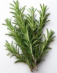 Fototapeta premium Fresh rosemary sprigs on a white background. Aromatic and vibrant.