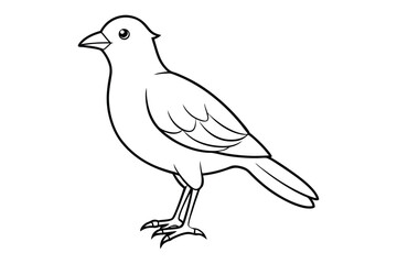 bird line art vector illustration on white background