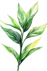 Obraz premium Watercolor painting of a green plant branch with leaves.