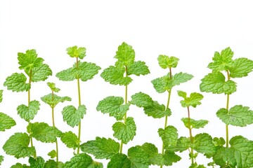 Fresh Green Mint Plants Arranged in a Row