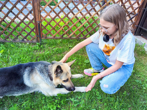 Girl interacts with German shepherd dog in a backyard on a sunny day