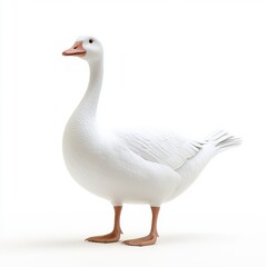 Obraz premium 3D Goose Isolated and White Background