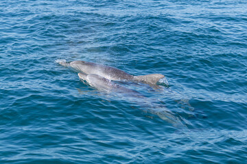 Dolphins swimming in the wild, Matsushima, Japan.