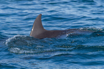 Naklejka premium Dolphins swimming in the wild, Matsushima, Japan.