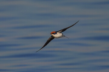 Wire-tailed Swallow Hirundo smithii, flies over water towards camera, Chobe game reserve Botswana