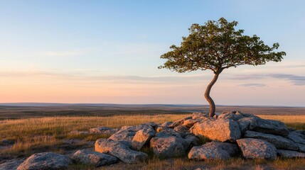 Independence justice concept. A solitary tree stands gracefully on rocky terrain under a beautiful sunset sky.