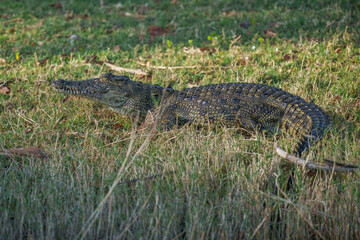 Nile crocodile (Crocodylus niloticus) is a large crocodilian native to freshwater habitats in Africa, where it is present in 26 countries.