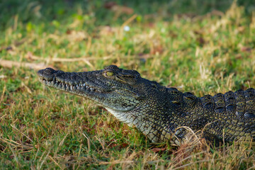 Obraz premium Nile crocodile (Crocodylus niloticus) is a large crocodilian native to freshwater habitats in Africa, where it is present in 26 countries.