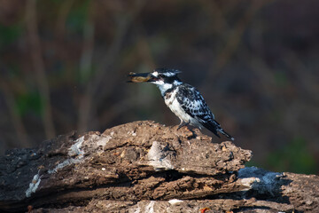 A closeup of a pied kingfisher with a fish in its beak. Ceryle rudis.