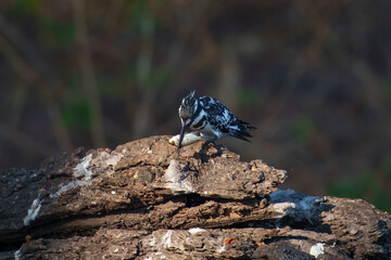 A closeup of a pied kingfisher with a fish in its beak. Ceryle rudis.