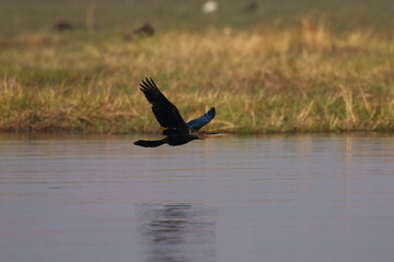 African Darter - Anhinga rufa also snakebird, water bird of sub-Saharan Africa and Iraq, sitting on the branch above the water, flying, long beak, neck and tail.