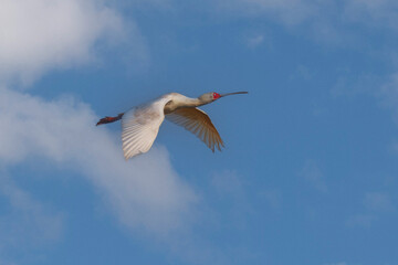 Closeup of a African Spoonbill, Platalea alba, in flight