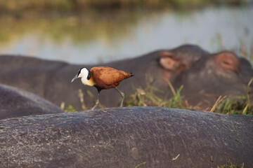 The African jacana (Actophilornis africanus) is a wader in the family Jacanidae. It has long toes and long claws that enables it to walk on floating vegetation in shallow lakes,.