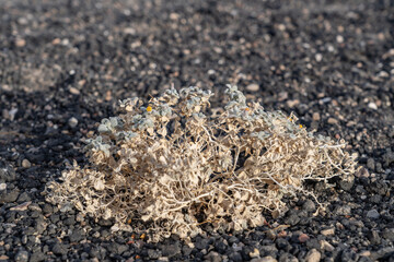 Ubehebe Craters / maar and tuff ring, volcanic. Death Valley National Park, California. Mojave Desert / Basin and Range Province. Psathyrotes ramosissima，velvet turtleback, or turtleback.