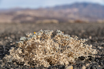 Ubehebe Craters / maar and tuff ring, volcanic. Death Valley National Park, California. Mojave Desert / Basin and Range Province. Psathyrotes ramosissima，velvet turtleback, or turtleback.