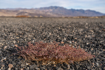 Euphorbia parishii,  Parish's sandmat, Ubehebe Craters / maar and tuff ring, volcanic. Death Valley National Park, California. Mojave Desert / Basin and Range Province.