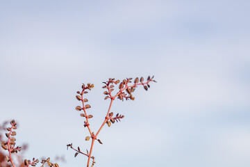 Euphorbia parishii,  Parish's sandmat, Ubehebe Craters / maar and tuff ring, volcanic. Death Valley National Park, California. Mojave Desert / Basin and Range Province.