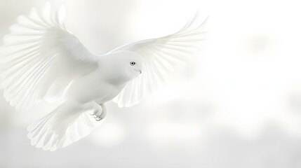 Fototapeta premium White Snowy Owl in Flight Wings Spread Wide