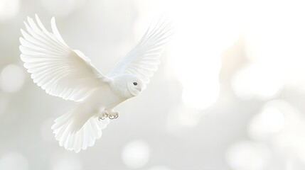 Fototapeta premium White Owl In Flight Wings Spread Wide