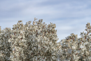 Ubehebe Craters / maar and tuff ring, volcanic. Death Valley National Park, California. Mojave Desert / Basin and Range Province. Atriplex hymenelytra, the desert holly,