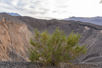 Ubehebe Craters / maar and tuff ring, volcanic. Death Valley National Park, California. Mojave Desert / Basin and Range Province. Larrea tridentata, creosote bush, greasewood, chaparral