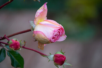 Beautiful pink rose bud on blurred background