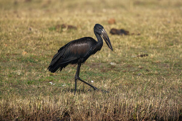 The African openbill (Anastomus lamelligerus) quest for prey in a shallow lagoon with water drops in the beak.Big black water bird with a strange beak in a green background.