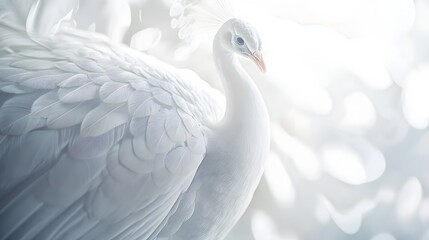 Fototapeta premium swan, bird, animal, water, lake, nature, white, wildlife, birds, swans, wild, beak, beauty, beautiful, feather, animals, feathers, graceful, goose, duck, love, young, neck, grace, reflection, peacock