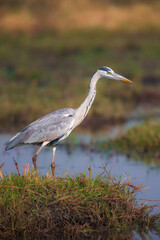The grey heron Ardea cinerea is seen in Okavango Botswana.