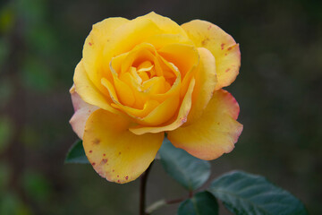 Beautiful yellow rose close up on a blurred background