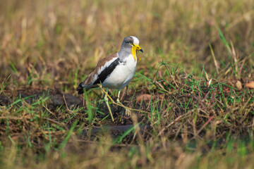 Portrait of a white-crowned lapwing (Vanellus albiceps), Botswana