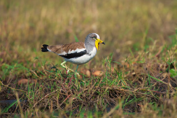 Portrait of a white-crowned lapwing (Vanellus albiceps), Botswana