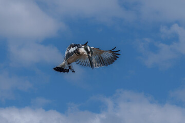 Pied kingfisher (Ceryle rudis) in flight.