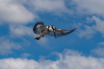 Pied kingfisher (Ceryle rudis) in flight.