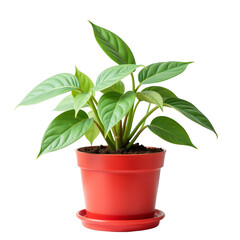 Houseplant in red pot on a white background as a visual metaphor for poor skin care and dry skin