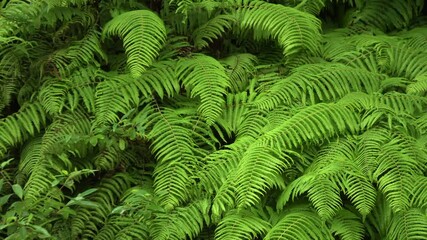 Explore the beauty of lush green ferns swaying gently in the breeze in a serene forest setting