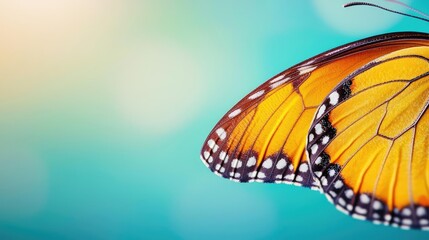 Macro natural concept. Close-up of a colorful butterfly resting against a blurred background.