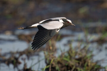 Flying Blacksmith Lapwing (Vanellus armatus), The black smith plover, renamed the black smith lapwing, is a common bird in Southern Africa