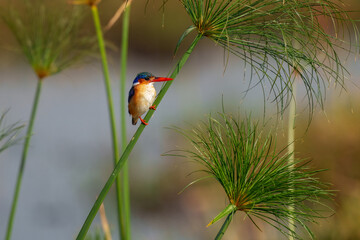 The malachite kingfisher (Corythornis cristatus) is a river kingfisher which is widely distributed in Africa south of the Sahara. 