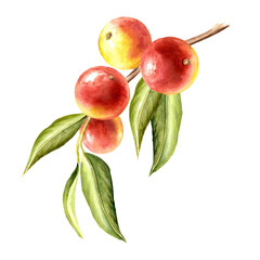 Camu-camu brahch with fruits, Superfood. Watercolor hand drawn illustration isolated on white background