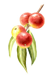 Camu-camu brahch with leaves and berries, Superfood. Watercolor hand drawn illustration, isolated on white background