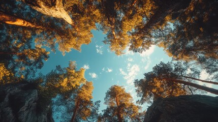 Majestic Forest Canopy: Upward View of Golden Trees and Blue Sky