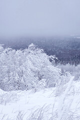 Snow-covered trees, winter landscape. Snow-covered trees background. The branches of the trees are covered with white frost.