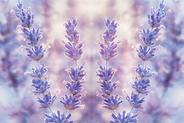 Obraz premium Delicate Lavender Blooms in Soft Pastel Hues
