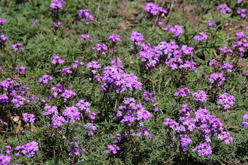 Obraz premium Field of purple flowers on Verbena plants