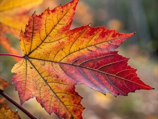 red maple leaf. leaf, autumn, maple, fall, nature, isolated, leaves, yellow, tree, season, orange, red, white, plant, foliage, color, green, object, brown, colorful, bright, gold, closeup, seasonal, n