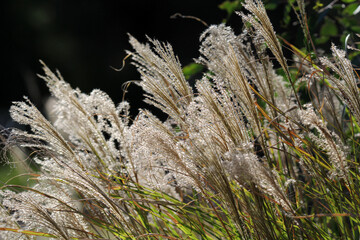 Group of tall feathery grasses swaying in the wind