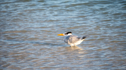 Sterna Maxima on the shore. 