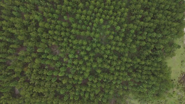 op-down drone shot of a dense pine forest, showcasing the intricate pattern of tree canopies. A stunning aerial view highlighting the natural texture and density of the forest floor.